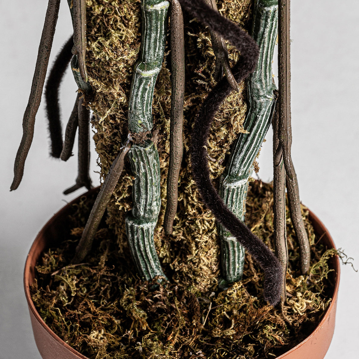 PLANTA SPLIT PHILO