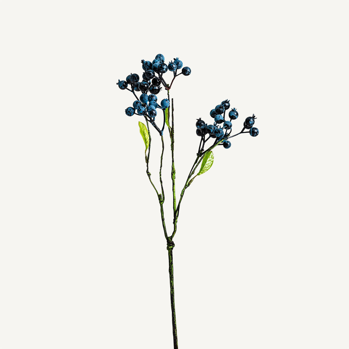 PLANTA VIBURNUM